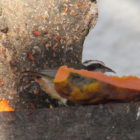 Pousada Da Lucinha Canoa Quebrada Bilik gambar