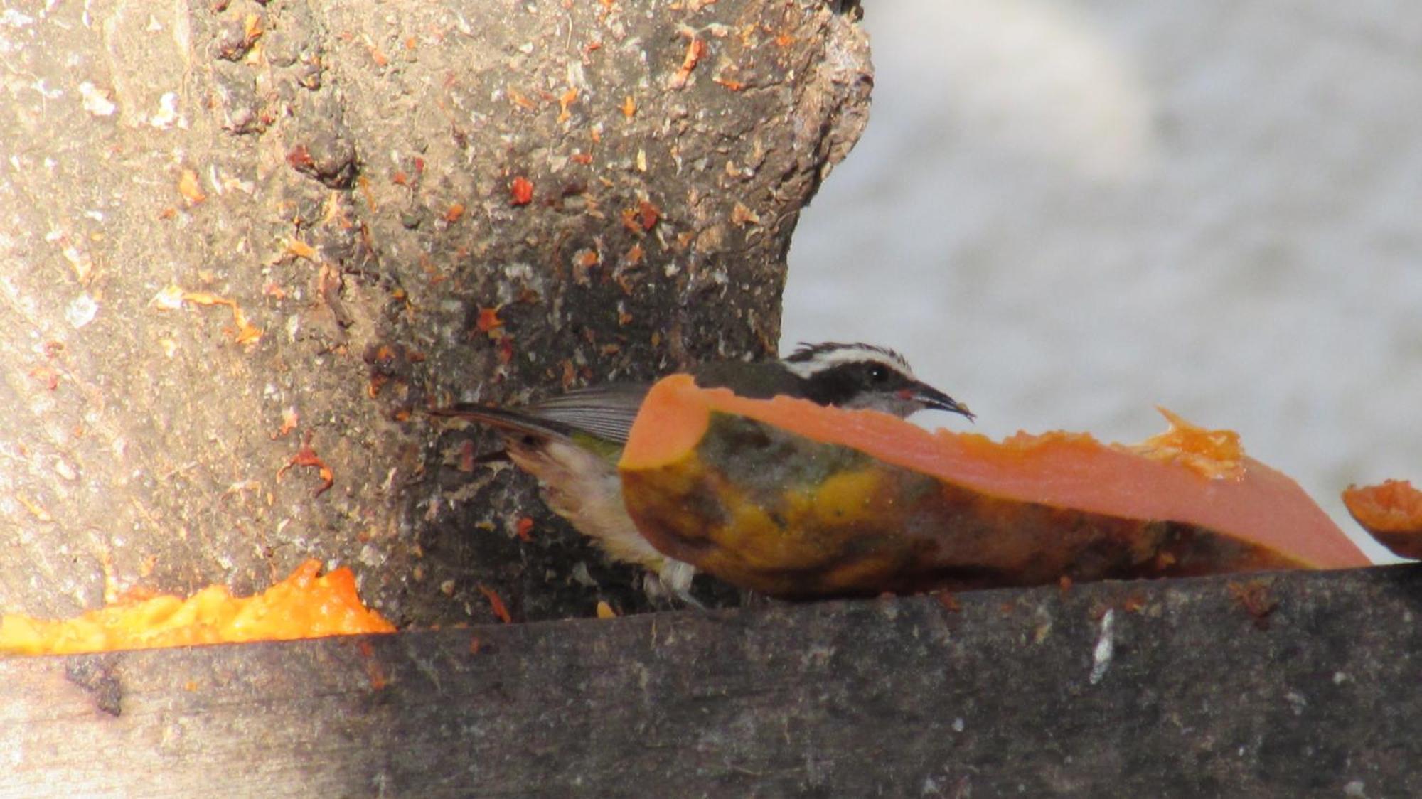 Pousada Da Lucinha Canoa Quebrada Bilik gambar
