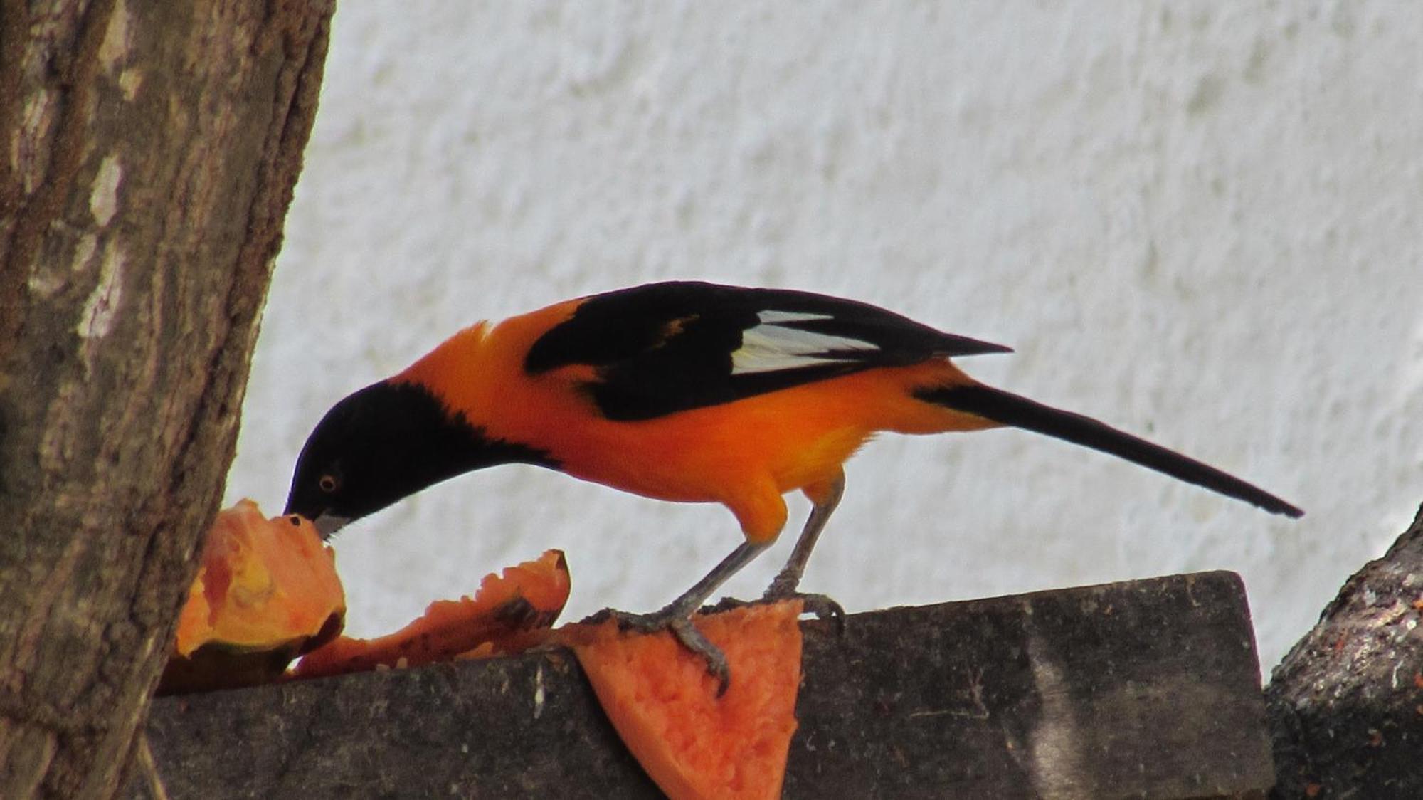 Pousada Da Lucinha Canoa Quebrada Bilik gambar